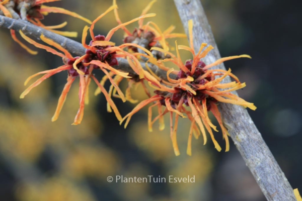 Hamamelis intermedia 'Basma'