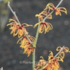 Hamamelis intermedia 'Frederic'