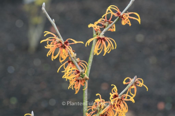 Hamamelis intermedia 'Frederic'