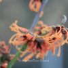 Hamamelis intermedia 'Frederic'