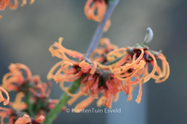 Hamamelis intermedia 'Frederic'