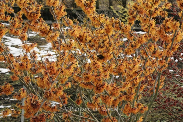 Hamamelis intermedia 'Frederic'