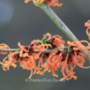 Hamamelis intermedia 'Frederic'