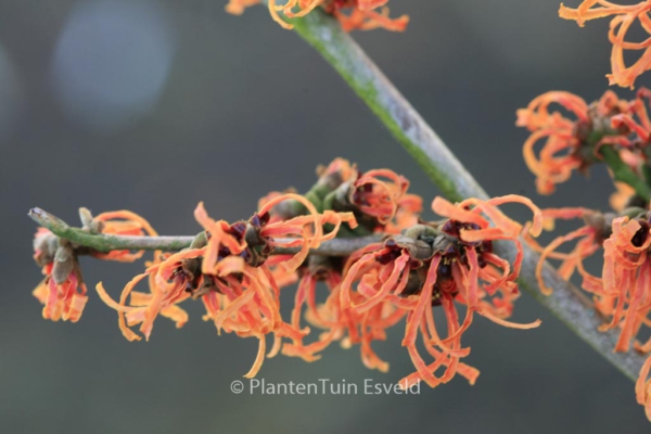 Hamamelis intermedia 'Frederic'