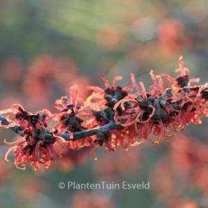 Hamamelis intermedia 'Old Copper'