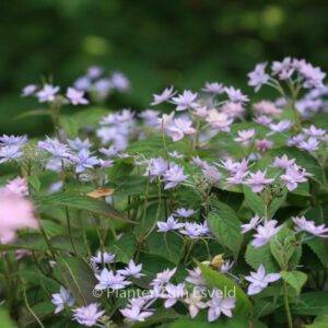 Hydrangea serrata 'Prolifera'