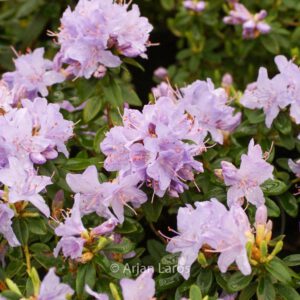 Rhododendron 'Blue Tit'