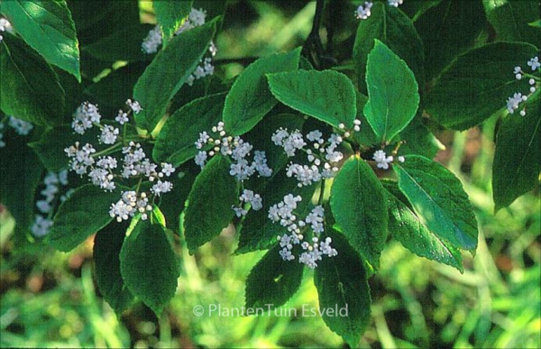 Viburnum setigerum 'Aurantiacum'