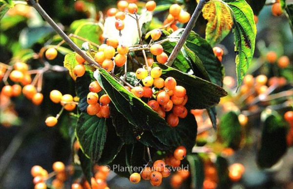 Viburnum setigerum 'Aurantiacum'