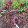 Viburnum setigerum 'Aurantiacum'