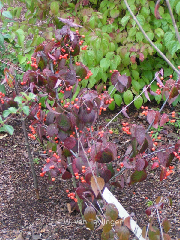 Viburnum setigerum 'Aurantiacum'