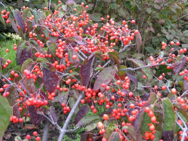 Viburnum setigerum 'Aurantiacum'