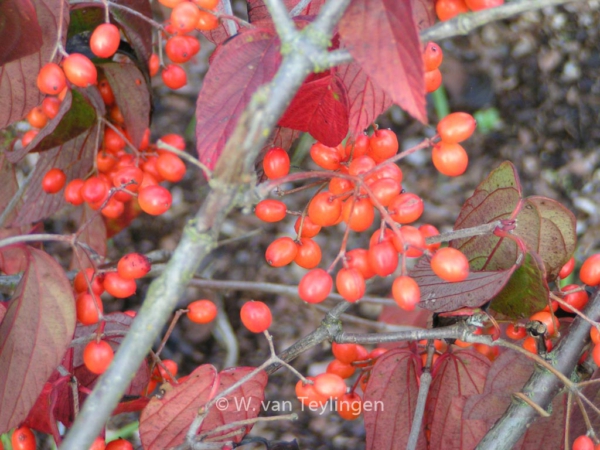 Viburnum setigerum 'Aurantiacum'