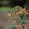 Viburnum setigerum 'Aurantiacum'