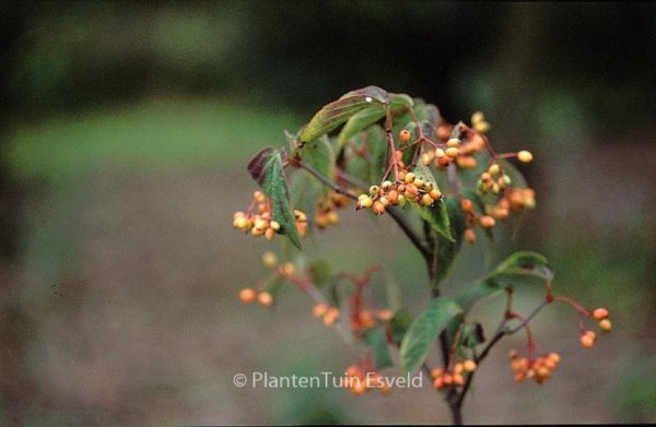 Viburnum setigerum 'Aurantiacum'