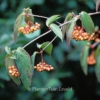 Viburnum setigerum 'Aurantiacum'