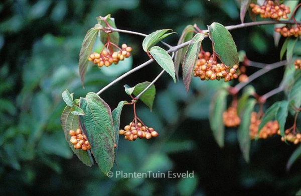 Viburnum setigerum 'Aurantiacum'