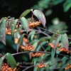 Viburnum setigerum 'Aurantiacum'