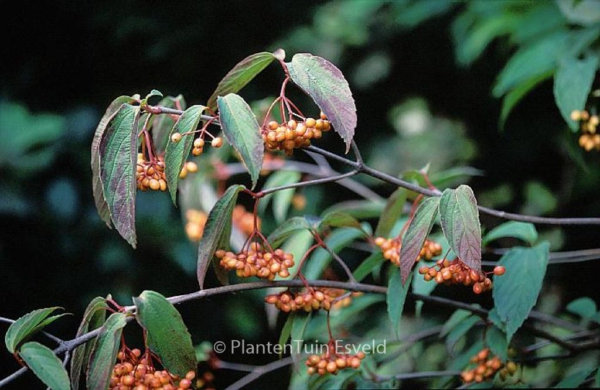 Viburnum setigerum 'Aurantiacum'