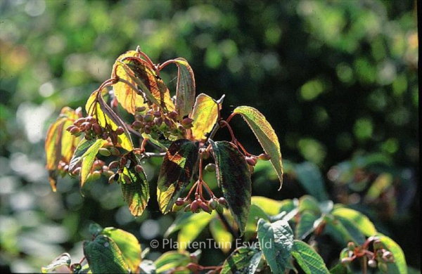 Viburnum setigerum 'Aurantiacum'