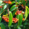 Viburnum setigerum 'Aurantiacum'