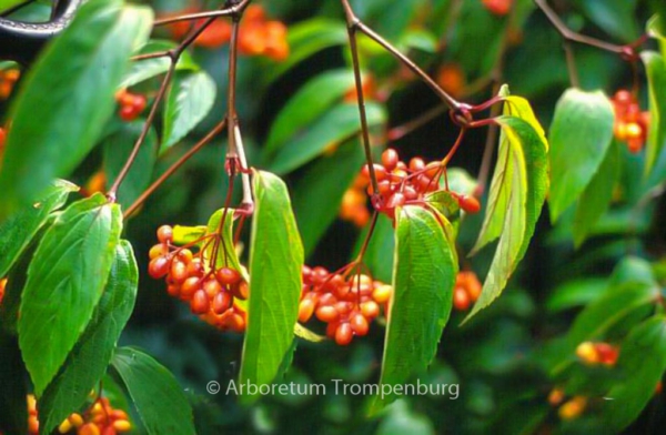 Viburnum setigerum 'Aurantiacum'