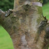 Betula utilis 'Wakehurst Chocolate'