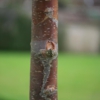 Betula utilis 'Wakehurst Chocolate'