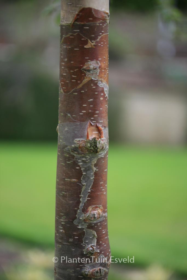 Betula utilis 'Wakehurst Chocolate'