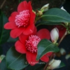 Camellia japonica 'Bob's Tinsie'