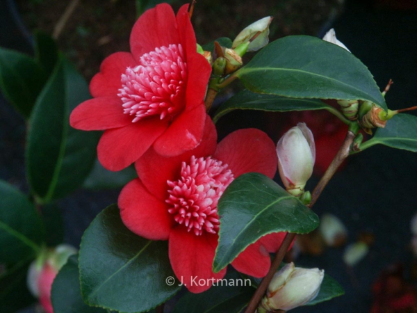 Camellia japonica 'Bob's Tinsie'