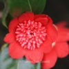 Camellia japonica 'Bob's Tinsie'