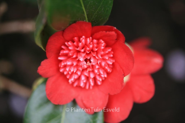 Camellia japonica 'Bob's Tinsie'