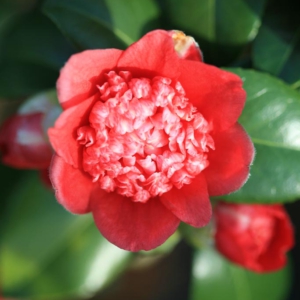 Camellia japonica 'Bob's Tinsie'