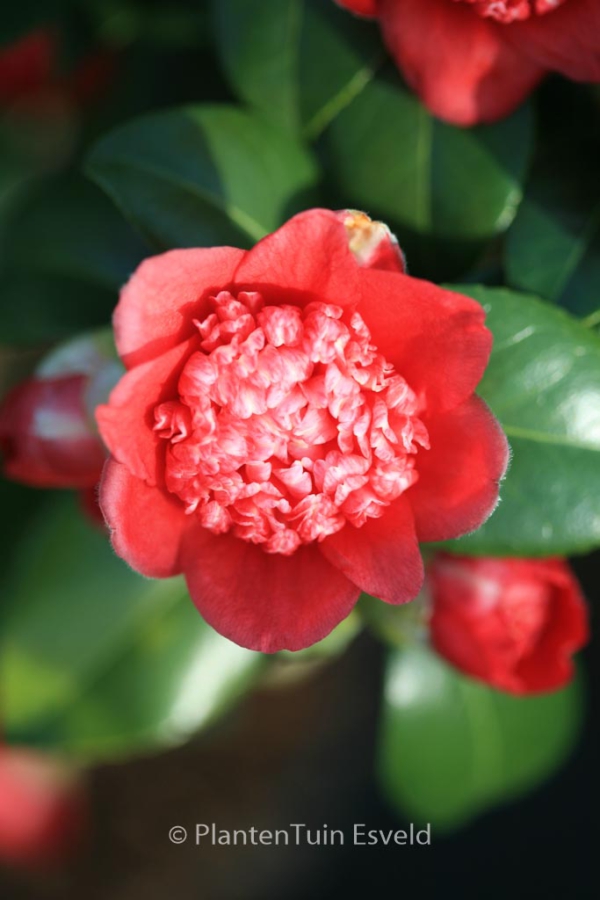 Camellia japonica 'Bob's Tinsie'