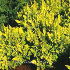 Chamaecyparis obtusa 'Tetragona Aurea'