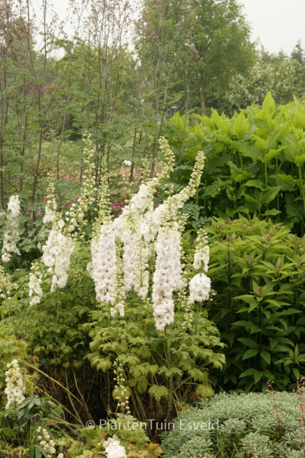 Delphinium 'Green Twist'