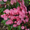 Kalmia latifolia 'Ewa'