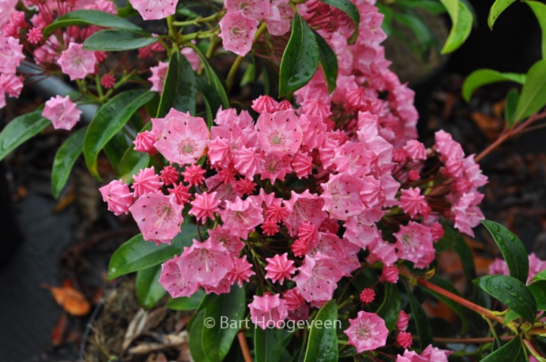 Kalmia latifolia 'Ewa'