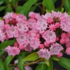 Kalmia latifolia 'Ewa'