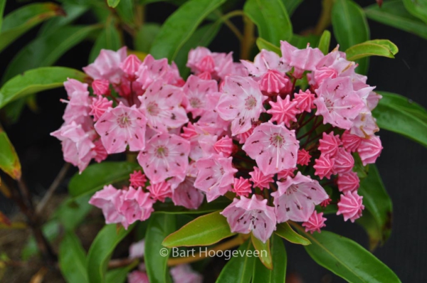 Kalmia latifolia 'Ewa'