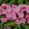 Kalmia latifolia 'Ewa'