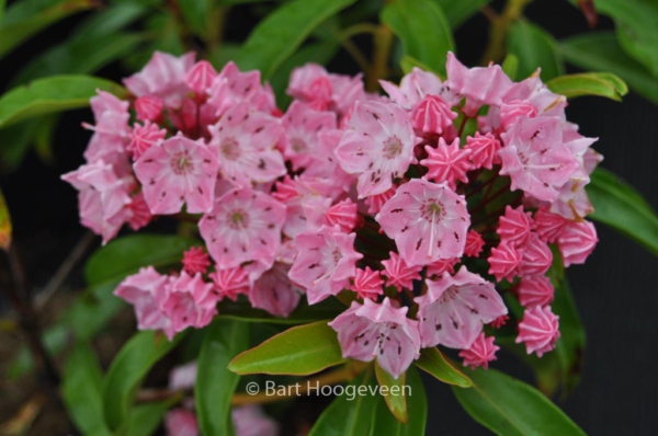 Kalmia latifolia 'Ewa'