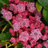 Kalmia latifolia 'Ewa'