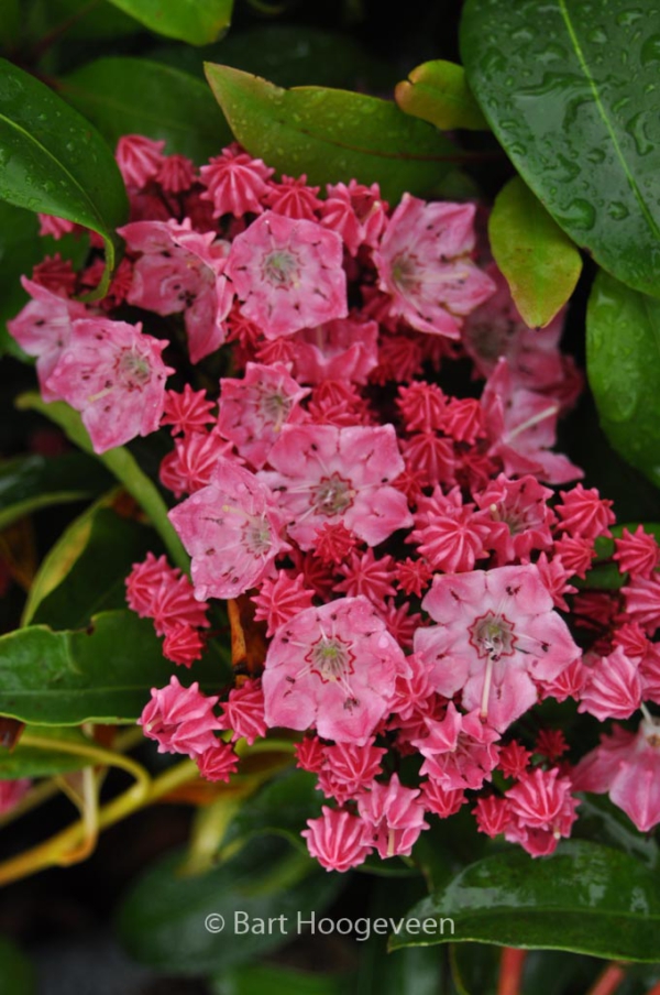 Kalmia latifolia 'Ewa'