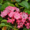 Kalmia latifolia 'Ewa'