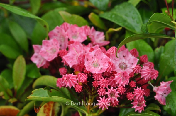 Kalmia latifolia 'Ewa'