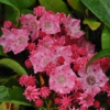 Kalmia latifolia 'Ewa'