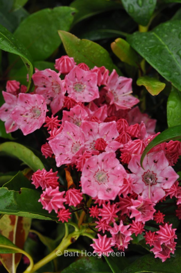 Kalmia latifolia 'Ewa'