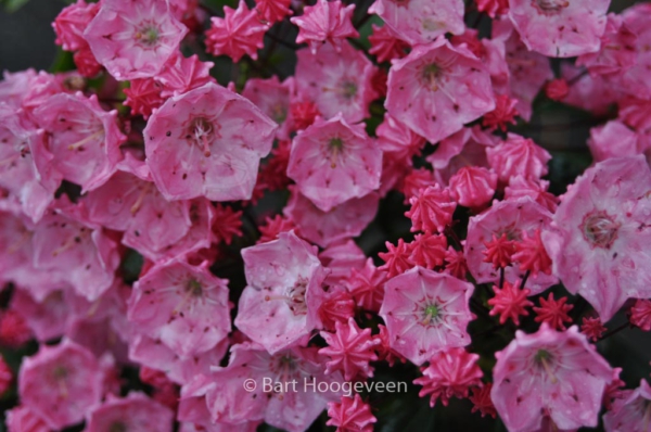 Kalmia latifolia 'Ewa'